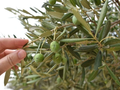 Maslinici Lun