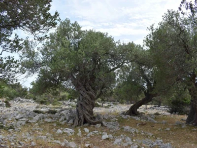 Maslinici Lun