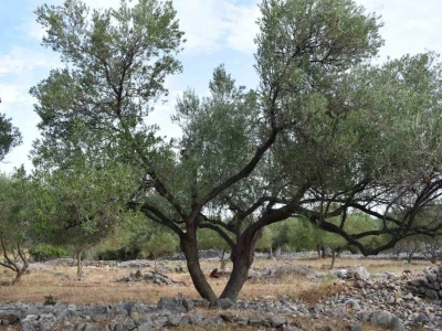 Maslinici Lun