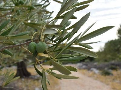 Maslinici Lun