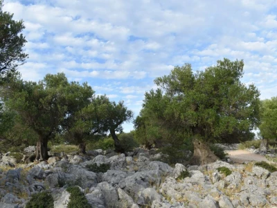Maslinici Lun