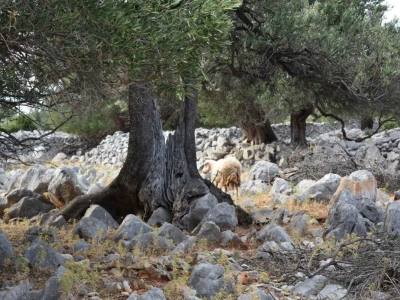 Maslinici Lun