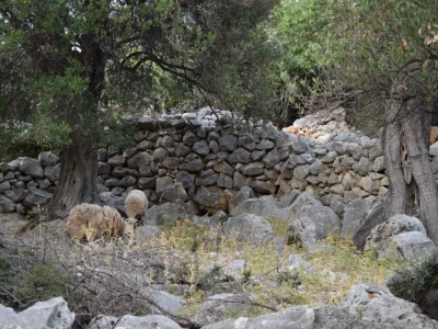 Maslinici Lun