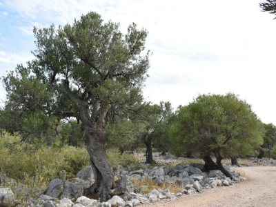 Maslinici Lun
