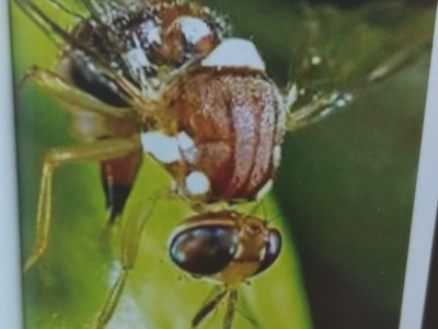 Maslinina muha