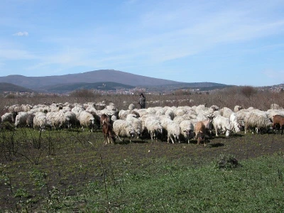 Maslino stado ovaca na ispaši u Sinjskom polju
