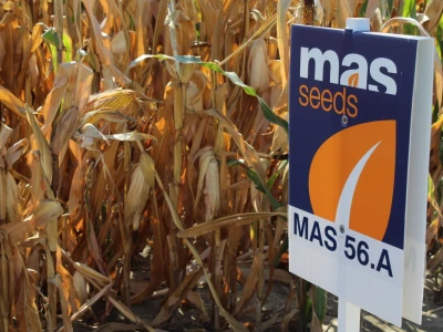 Mass Seed