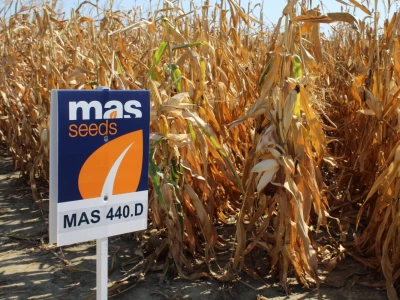 Mass Seed