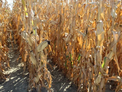 Mass Seed