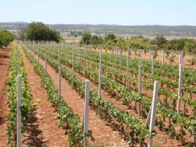 Vinograd