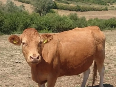 OPG Matešić