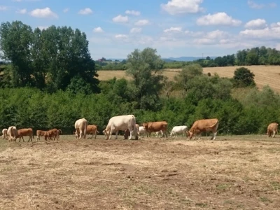 OPG Matešić