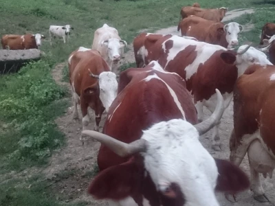 Krave na pašnjaku Bato