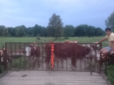 Krave se navečer vraćaju sa pašnjaka