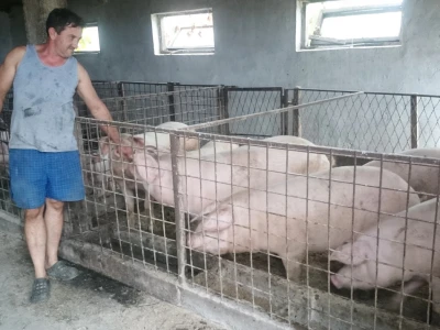 Matokanovići drže i svinje