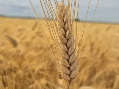 Mauthner durum pšenica