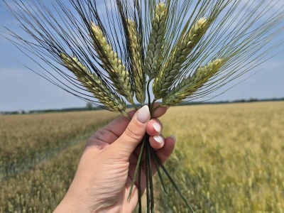 Mauthner durum pšenica
