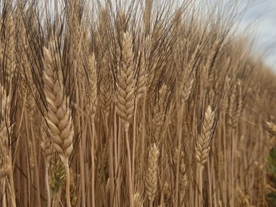 Mauthner durum pšenica