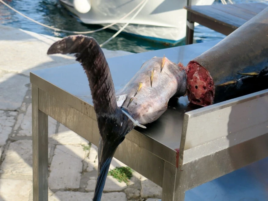 tuna 