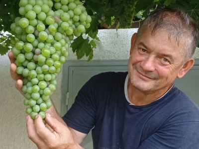 Mega grozd Mijata Stanišića