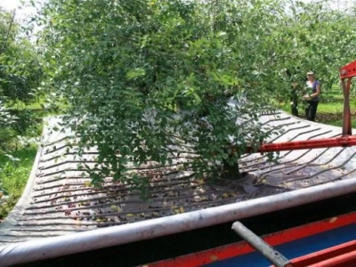 Strojna berba