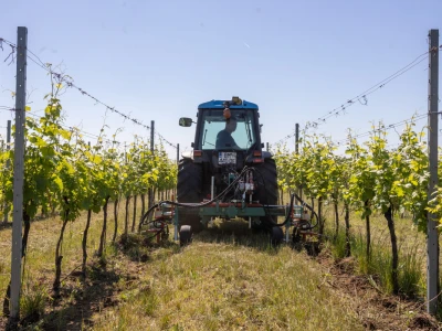 Mehaničko uništavanje korova u vinogradu