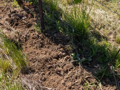 Mehaničko uništavanje korova u vinogradu