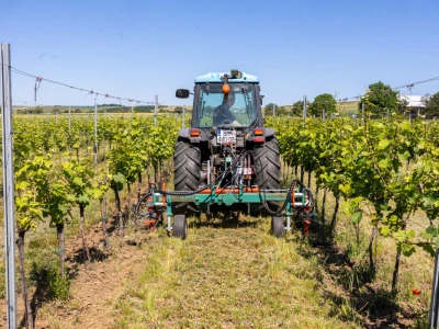 Mehaničko uništavanje korova u vinogradu