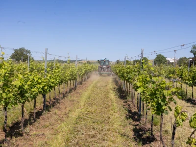 Mehaničko uništavanje korova u vinogradu