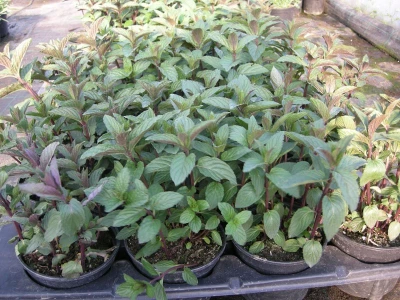 Menta ili metvica
