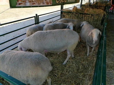 Mića - najteži ovan na Sajmu
