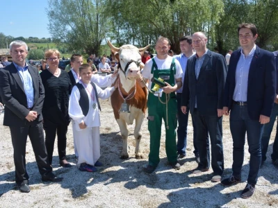 Simentalka Mici s vlasnikom i gostima