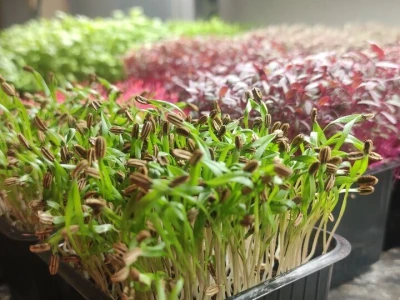 Microjungle Zlarin