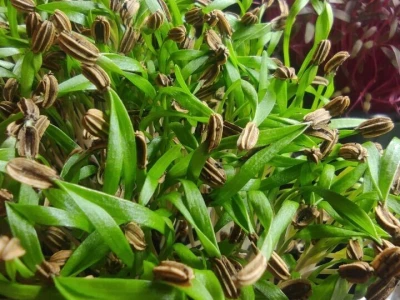 Microjungle Zlarin