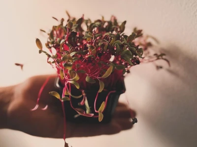 Microjungle Zlarin