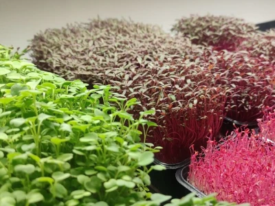 Microjungle Zlarin