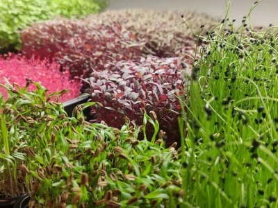 Microjungle Zlarin