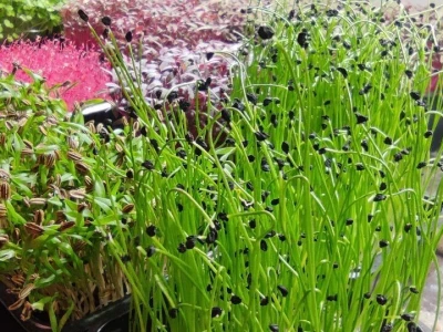 Microjungle Zlarin