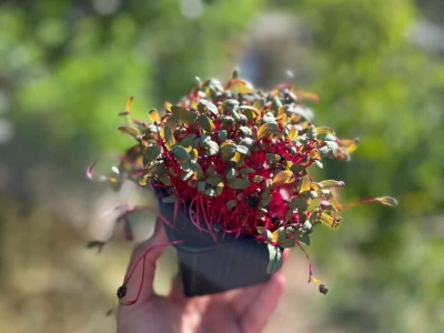 Microjungle Zlarin