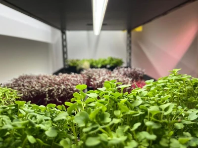 Microjungle Zlarin