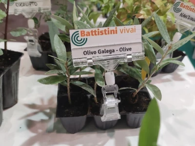 Mikropropagacija