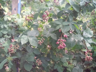Dobar urod kupina
