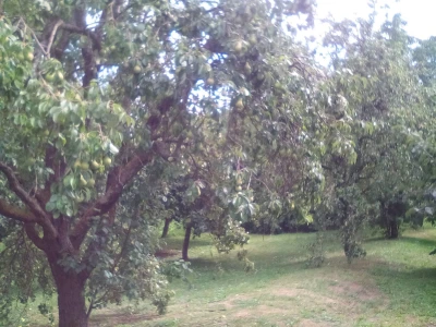 Stare sorte voća