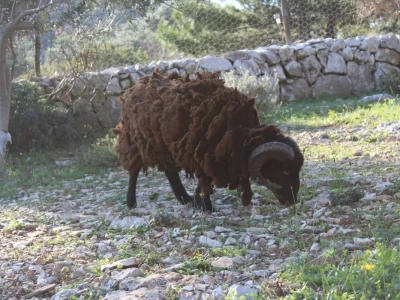 Miomirisni otočki vrt na Lošinju