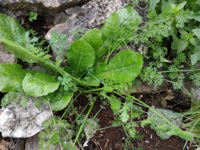Mišanca