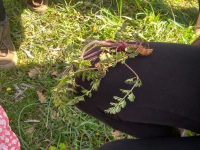 Mišanca