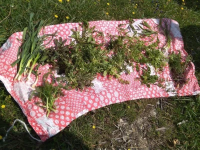Mišanca