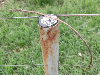 Mišanca