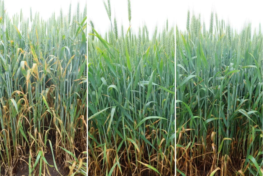 agrochem maks