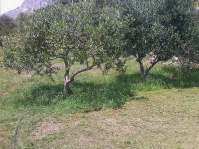 Mladi maslinik u Kliškom polju